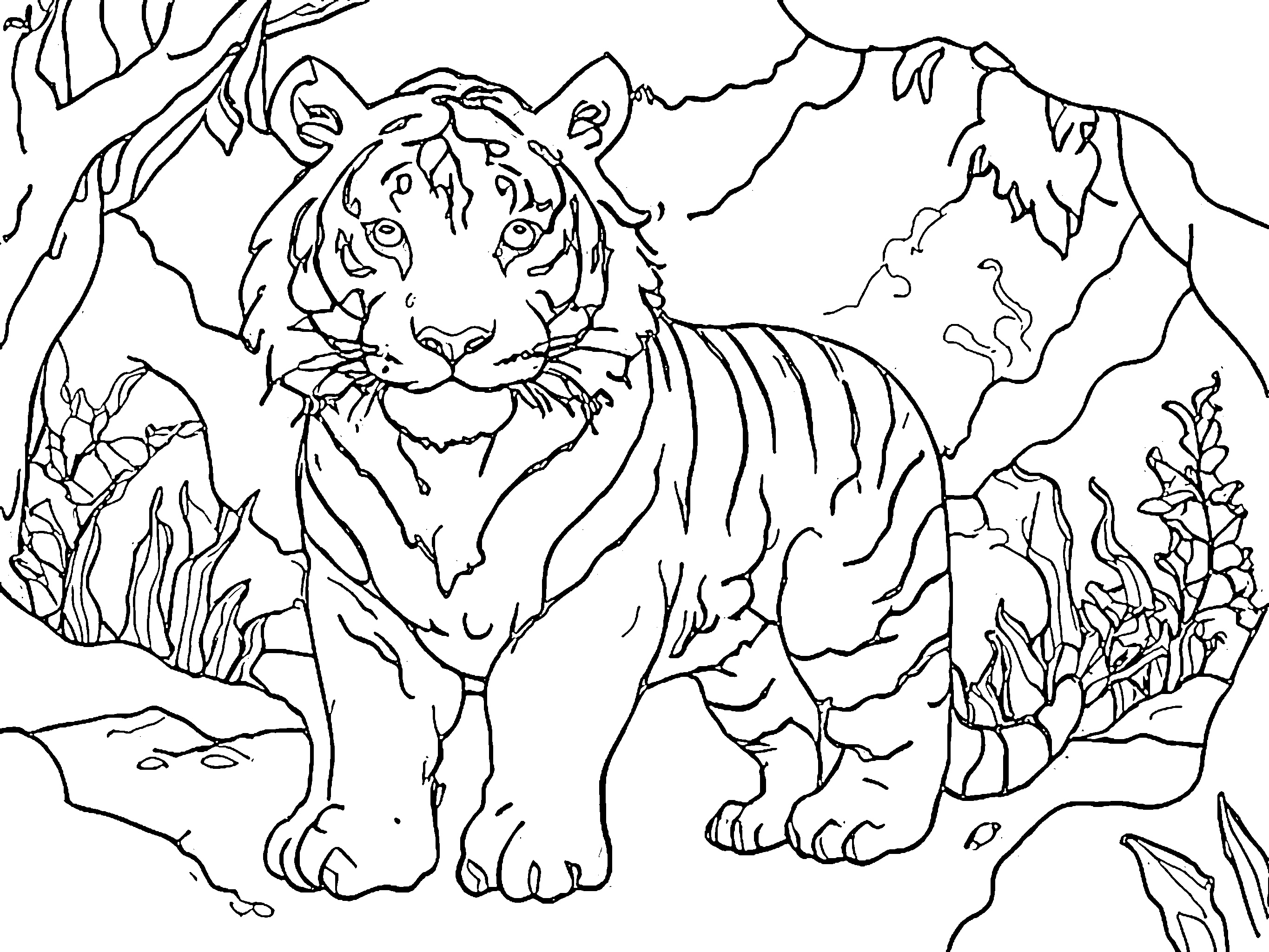 gambar harimau Tiger 3